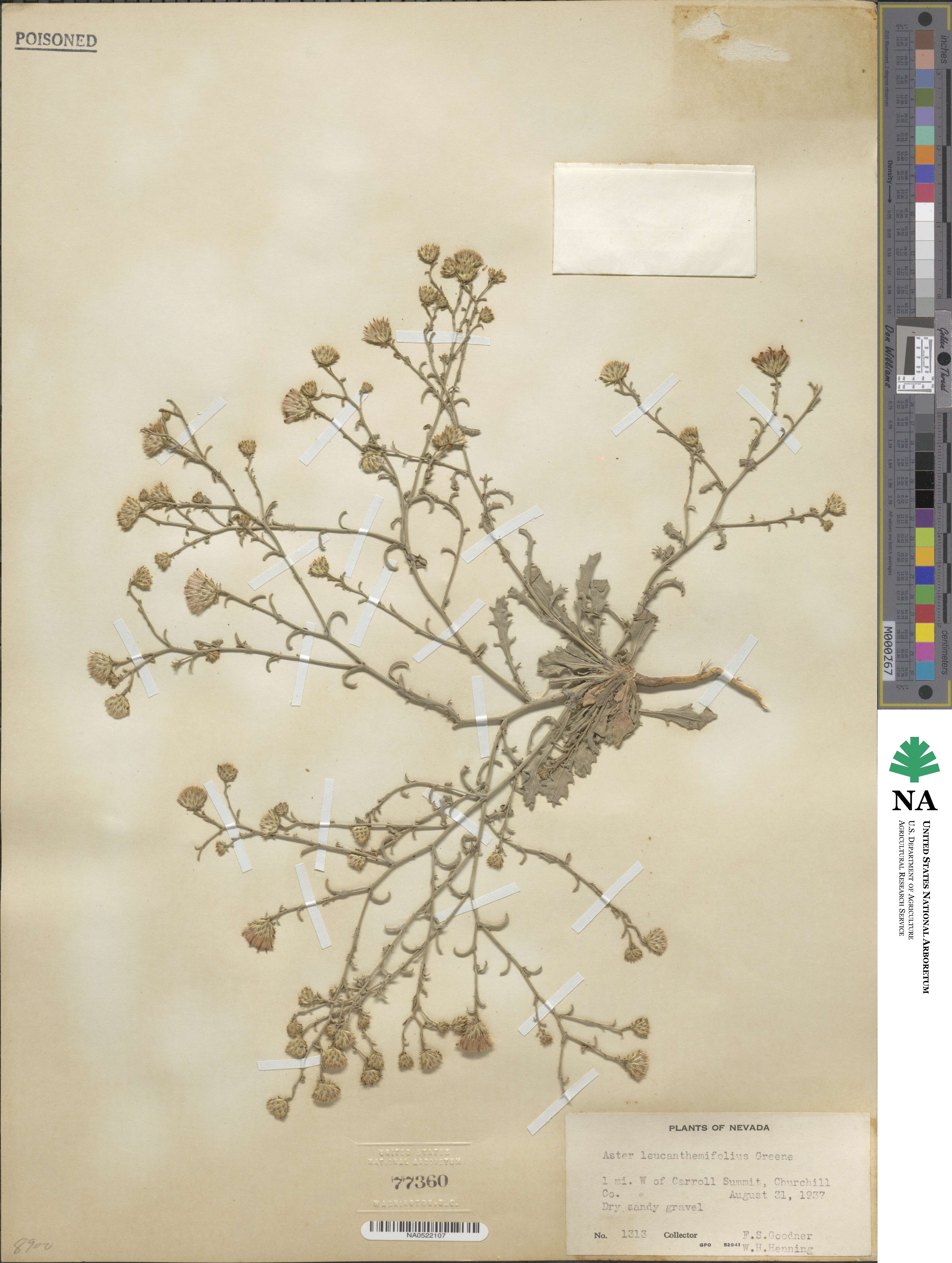 Dieteria canescens image