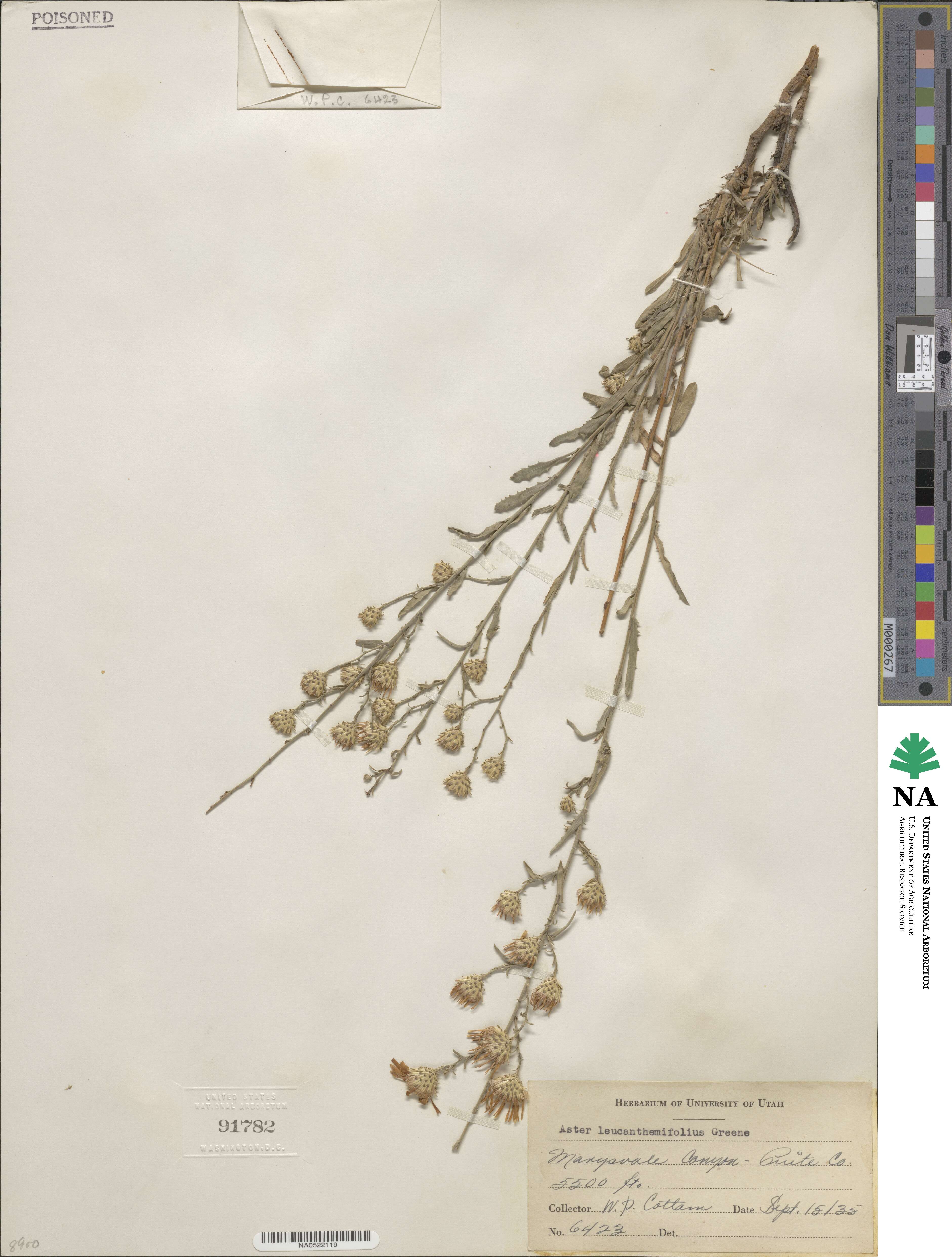 Dieteria canescens image