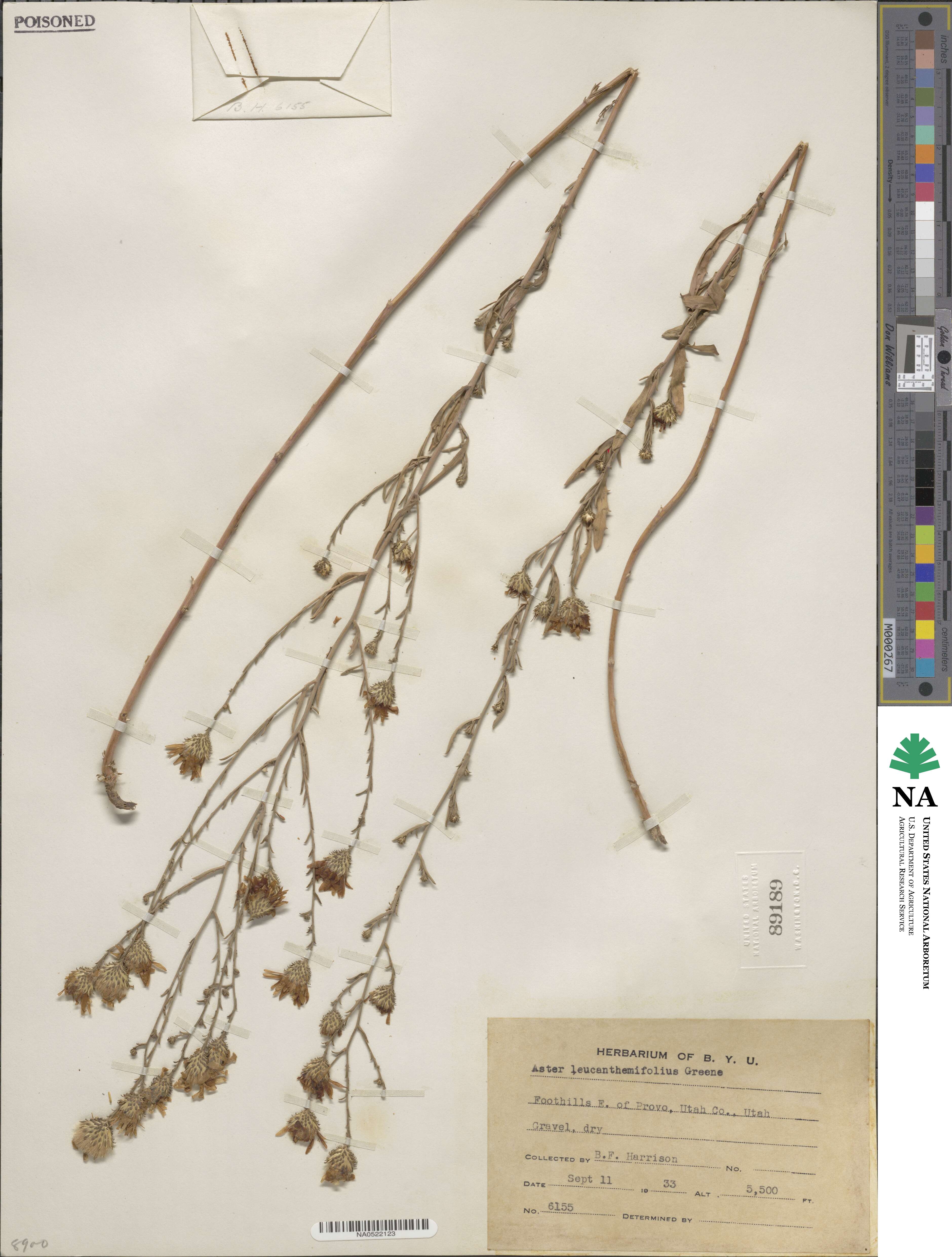 Dieteria canescens var. leucanthemifolia image