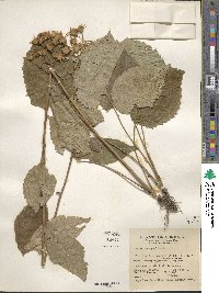 Eurybia macrophylla image