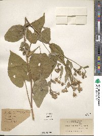 Eurybia macrophylla image