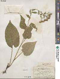 Eurybia macrophylla image