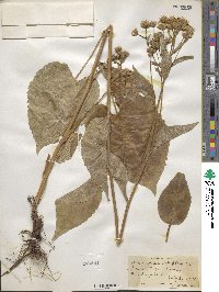 Eurybia macrophylla image