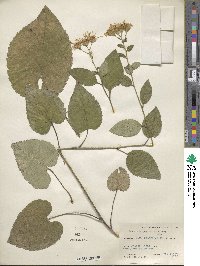 Eurybia macrophylla image