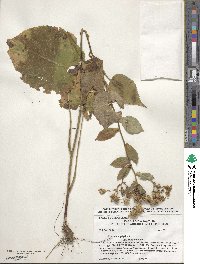 Eurybia macrophylla image