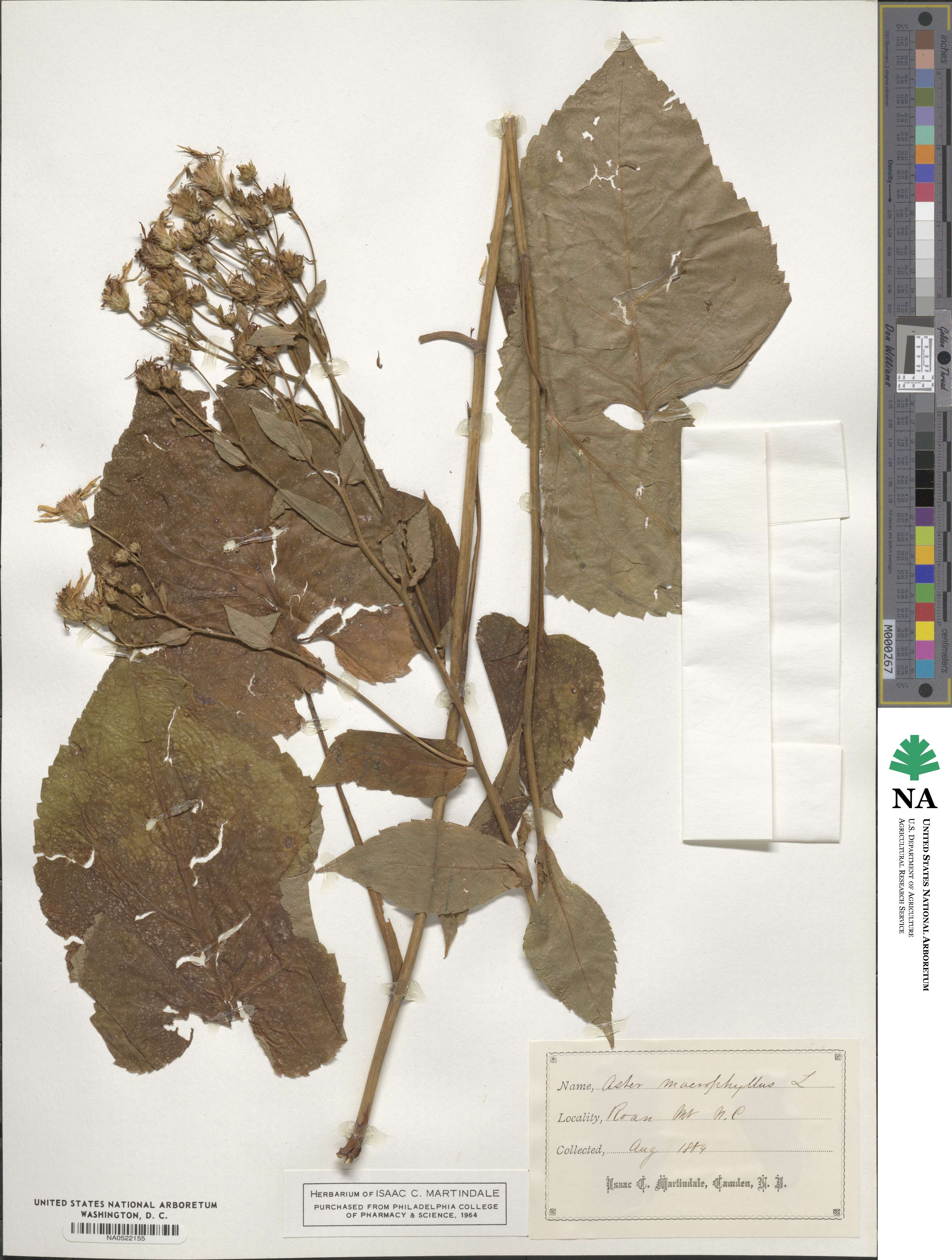 Eurybia macrophylla image