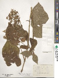 Eurybia macrophylla image