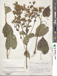 Eurybia macrophylla image