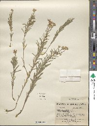 Ionactis linariifolia image