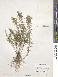 Ionactis linariifolia image