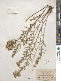 Ionactis linariifolia image