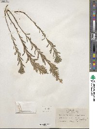 Ionactis linariifolia image