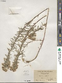 Ionactis linariifolia image