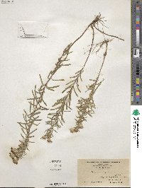 Ionactis linariifolia image