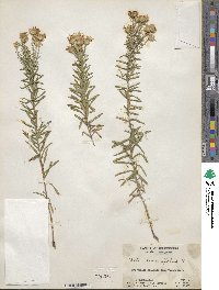 Ionactis linariifolia image