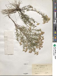 Ionactis linariifolia image