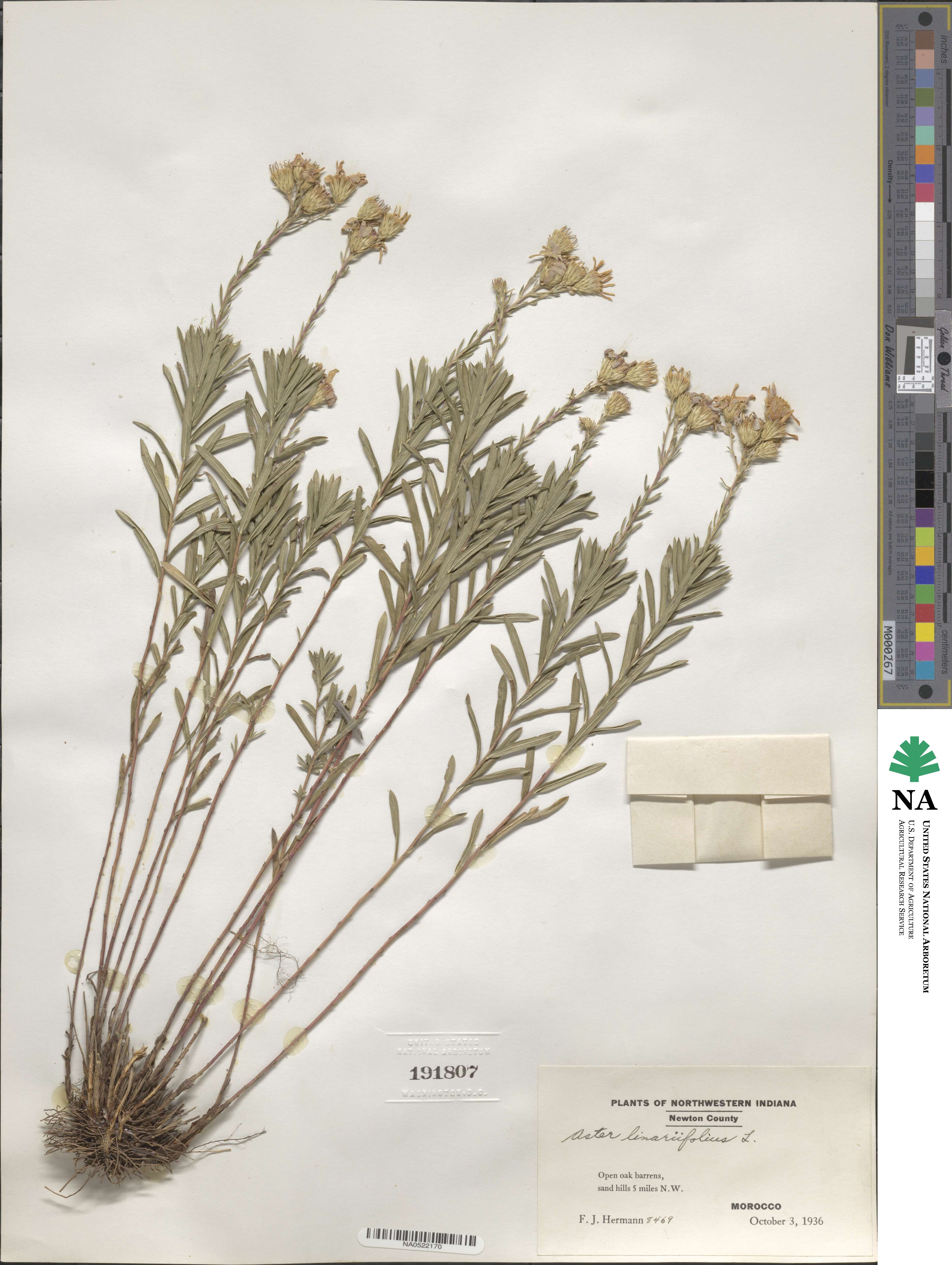 Ionactis linariifolia image