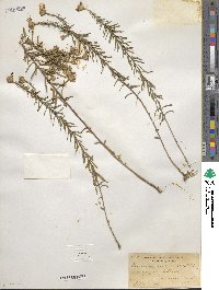 Ionactis linariifolia image