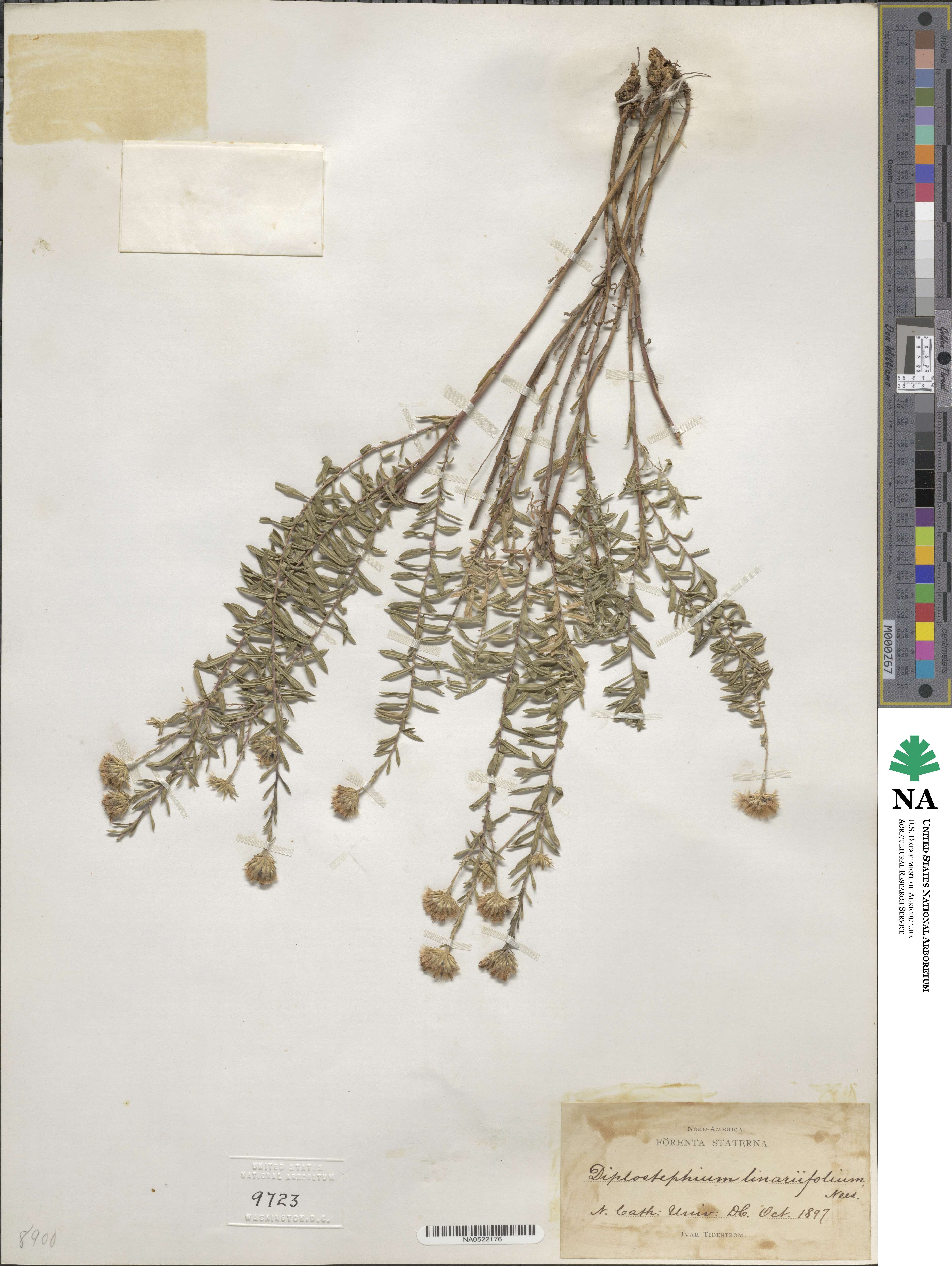 Ionactis linariifolia image