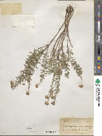 Ionactis linariifolia image