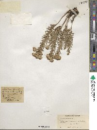 Ionactis linariifolia image