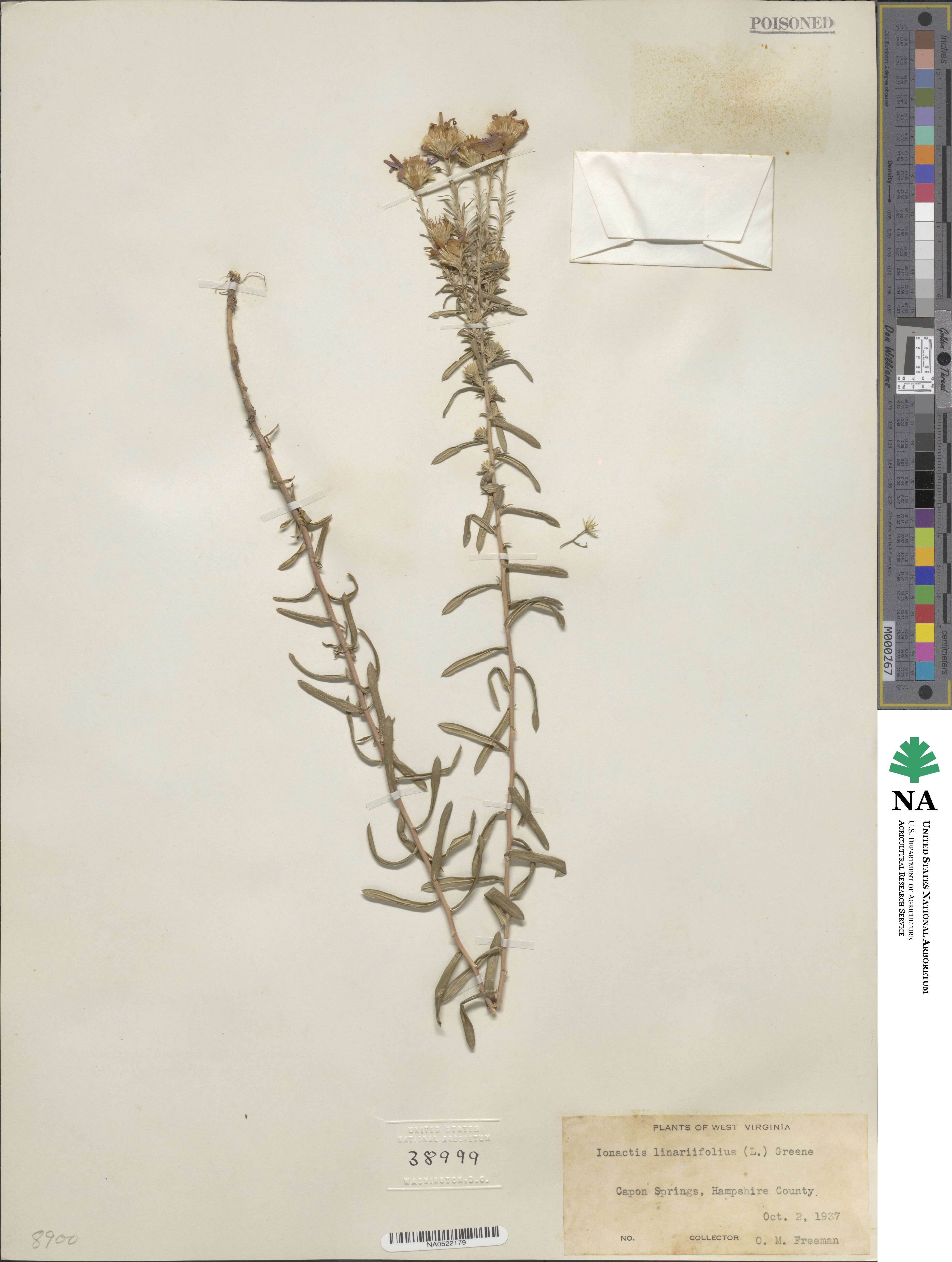 Ionactis linariifolia image