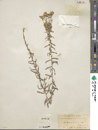 Ionactis linariifolia image