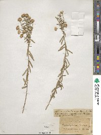 Ionactis linariifolia image