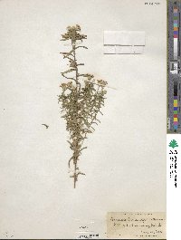 Ionactis linariifolia image