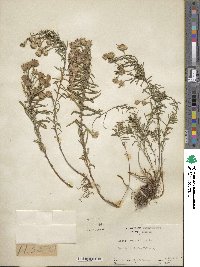 Ionactis linariifolia image