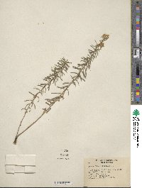 Ionactis linariifolia image