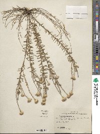 Ionactis linariifolia image