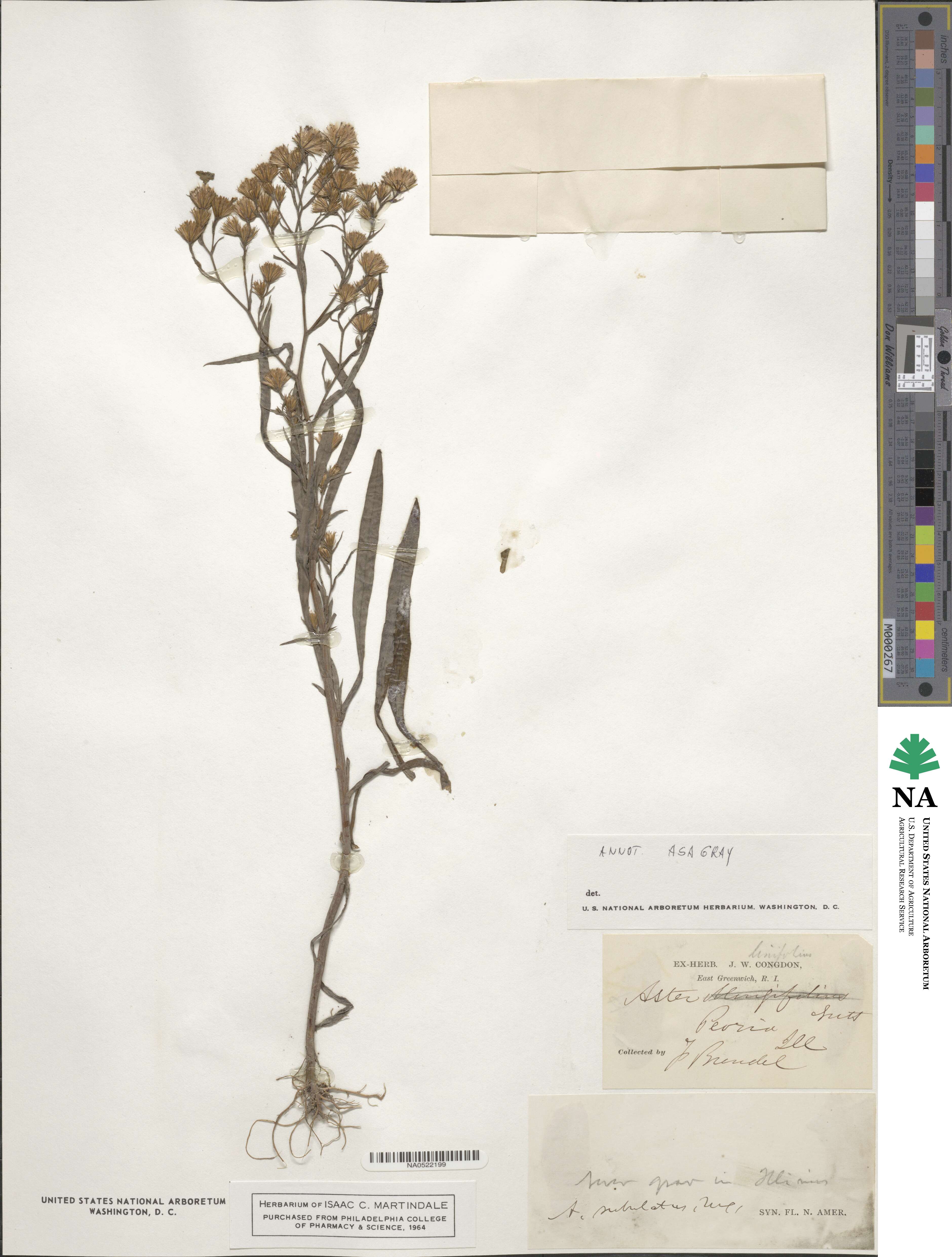 Asclepias angustifolia image