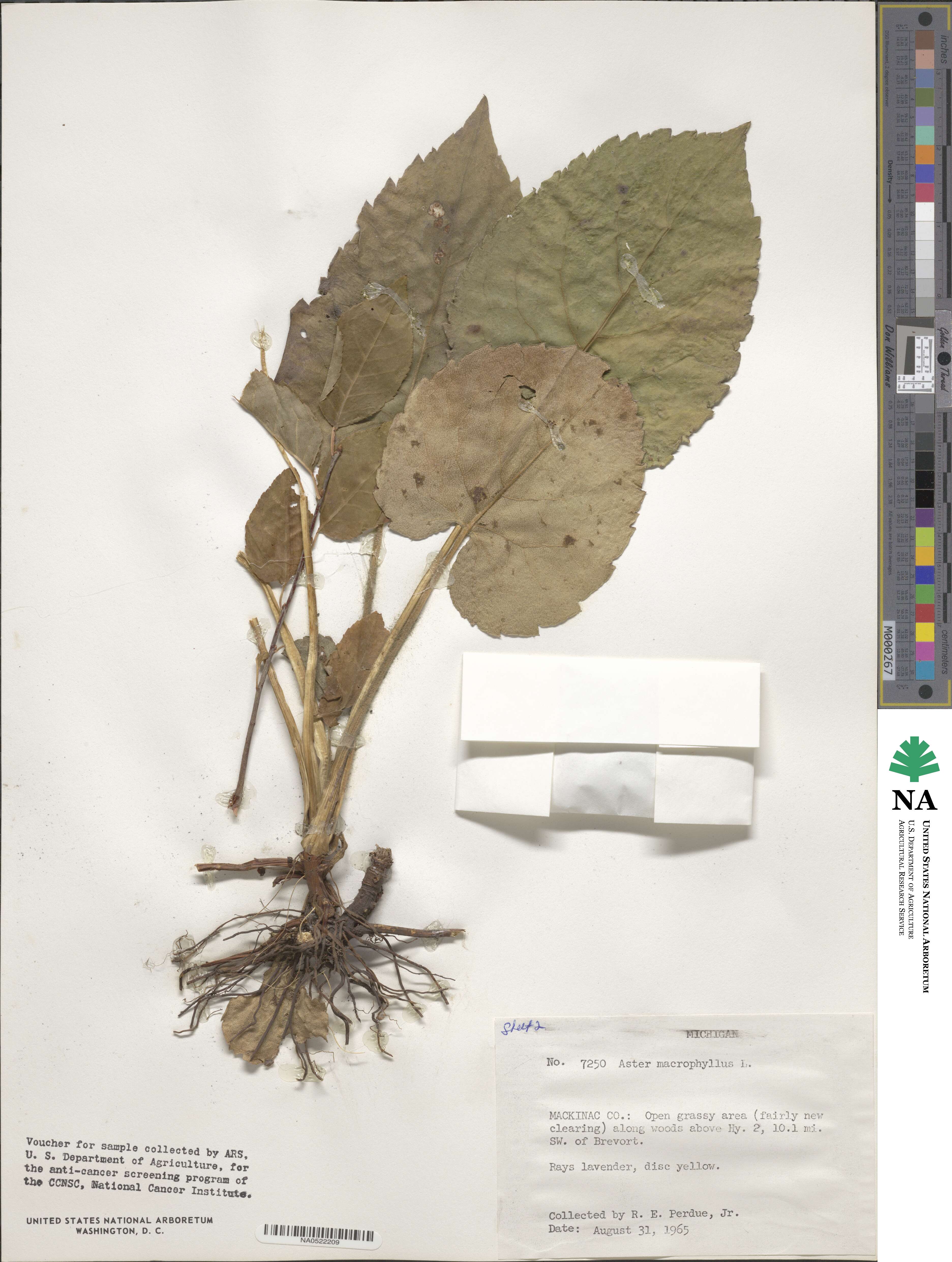 Eurybia macrophylla image