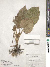 Eurybia macrophylla image