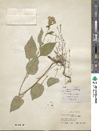 Eurybia macrophylla image