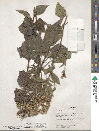 Eurybia macrophylla image