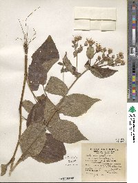 Eurybia macrophylla image