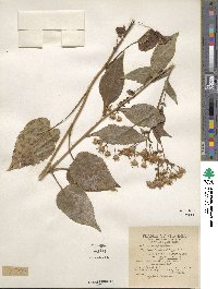 Eurybia macrophylla image