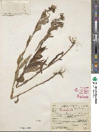 Canadanthus modestus image