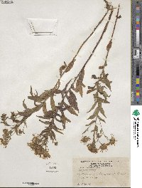 Canadanthus modestus image