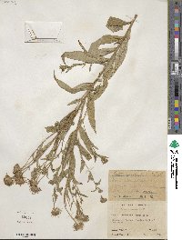 Canadanthus modestus image