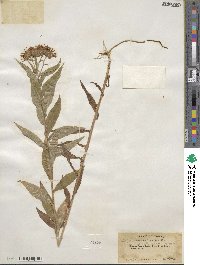 Canadanthus modestus image