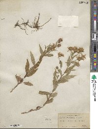 Canadanthus modestus image