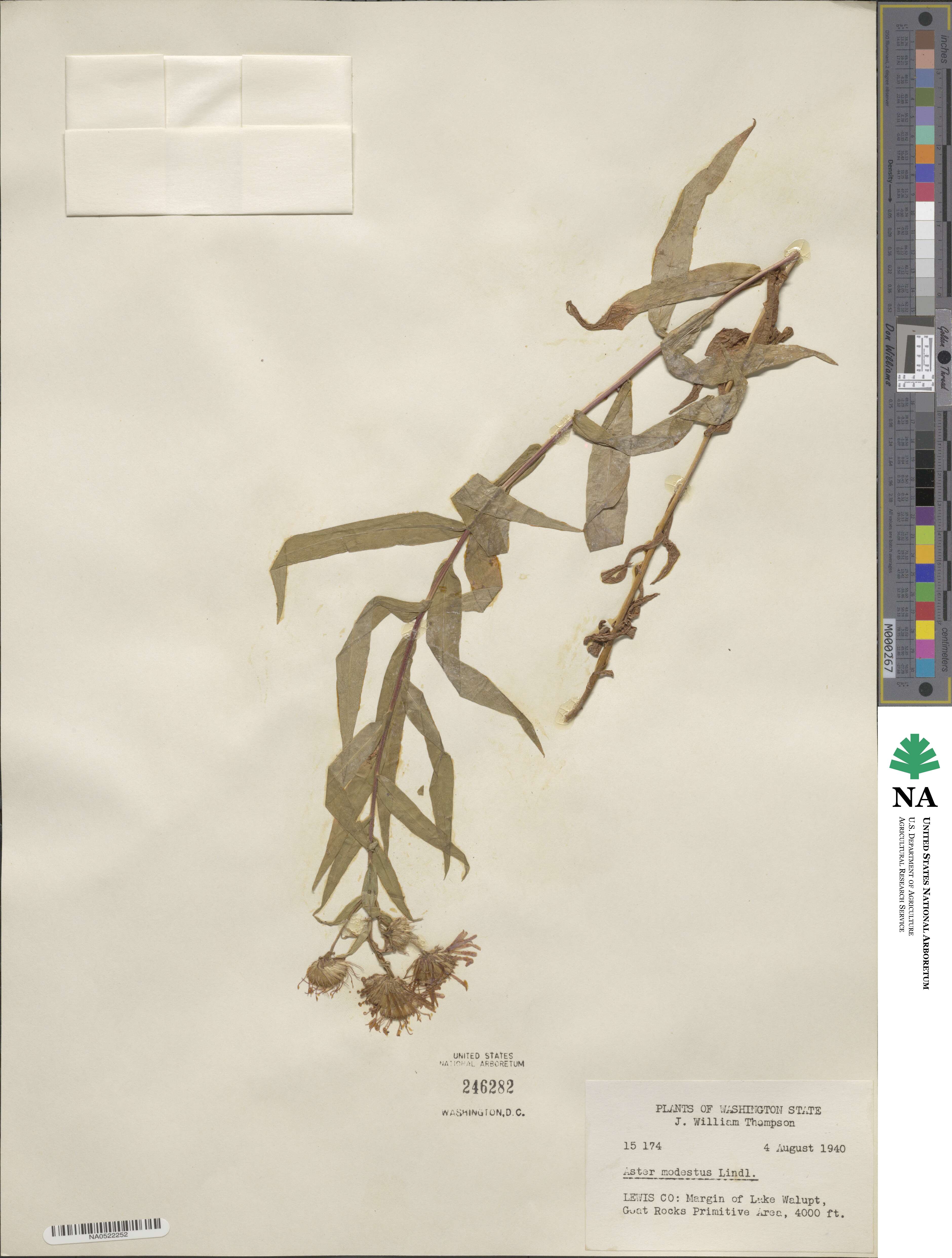 Canadanthus modestus image