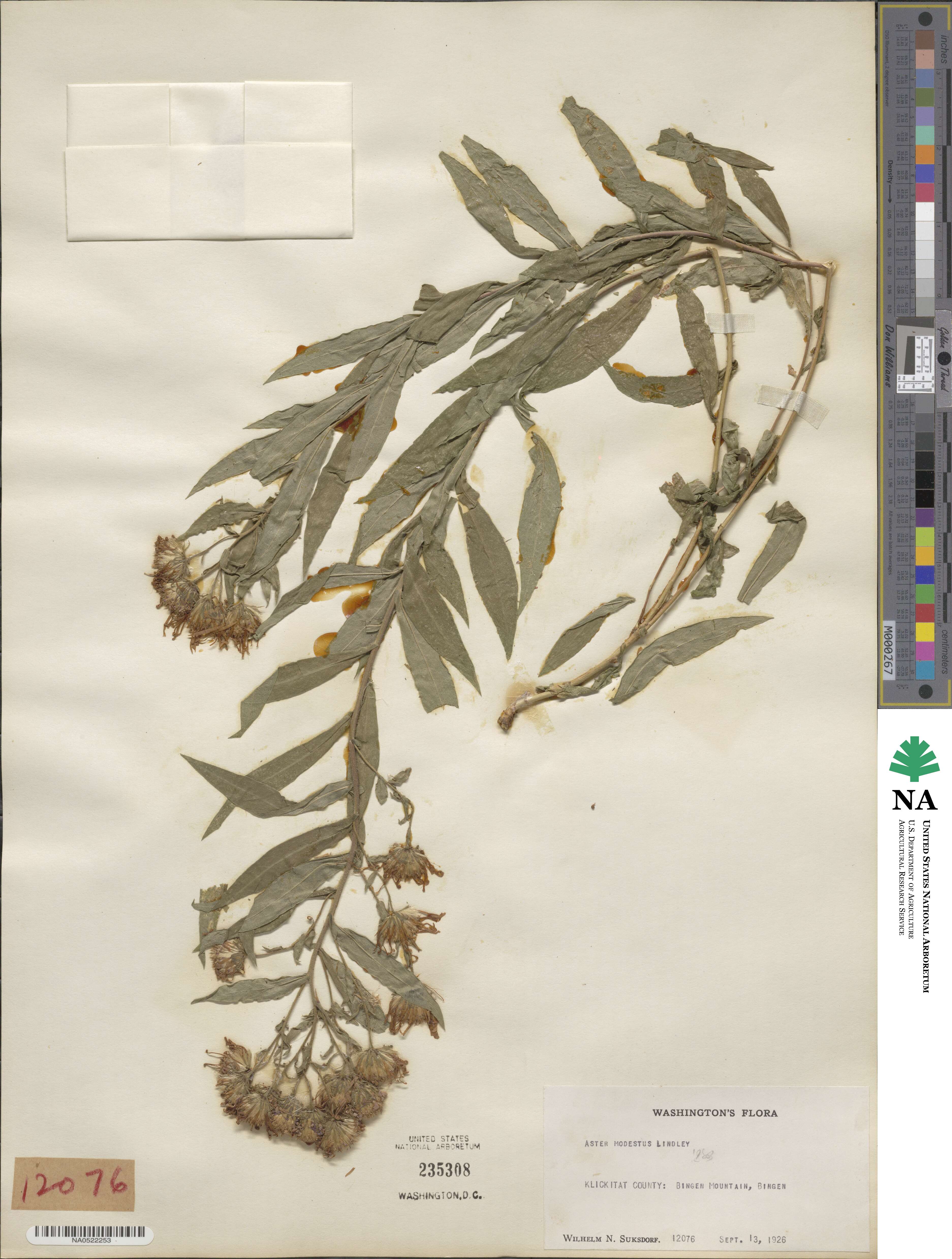 Canadanthus modestus image