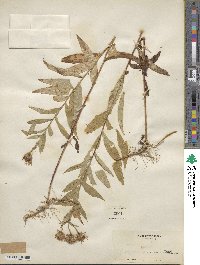 Canadanthus modestus image