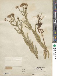 Canadanthus modestus image