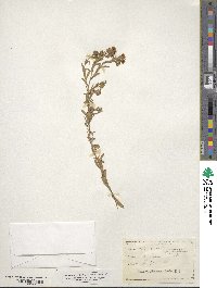 Aster multiflorus image