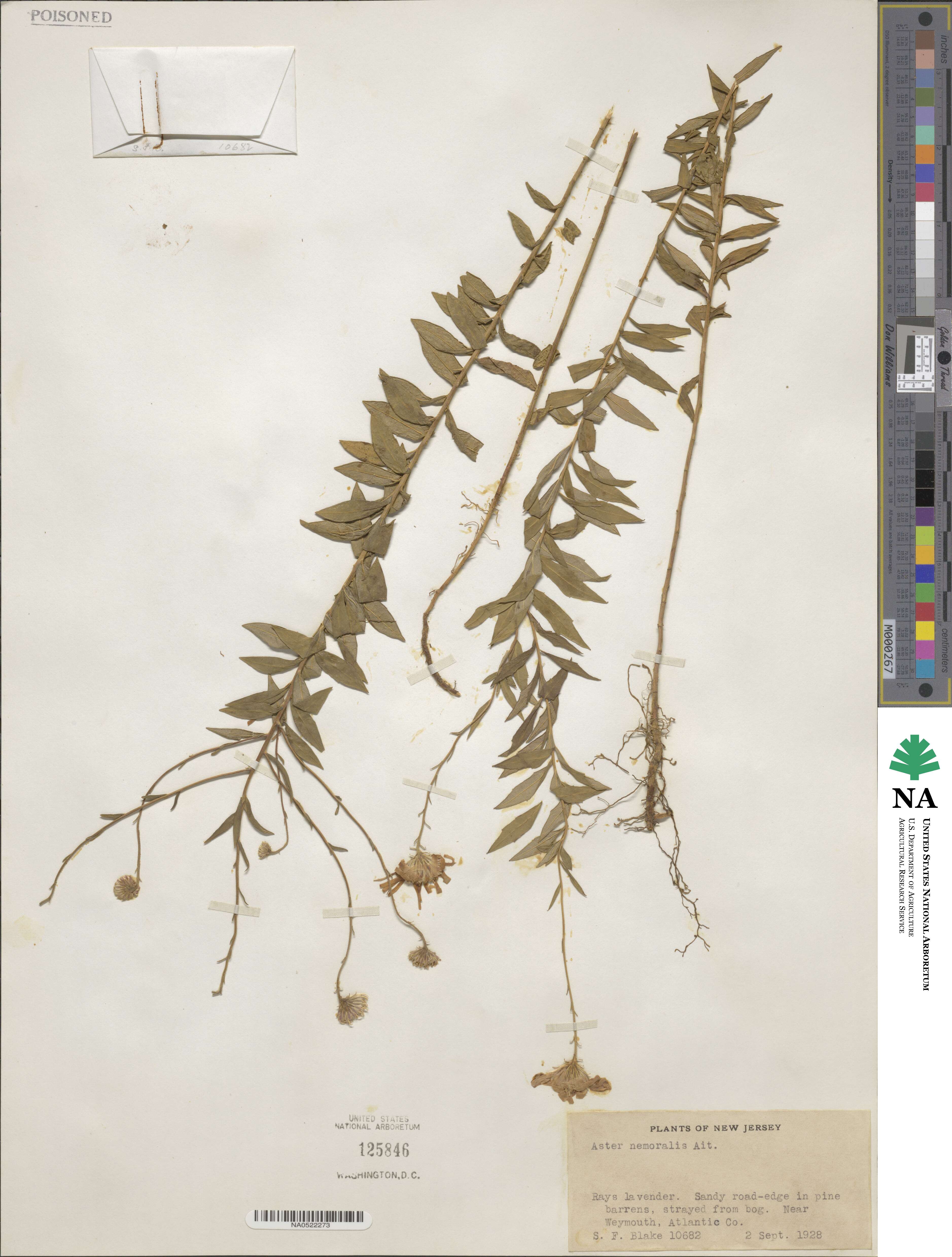 Oclemena nemoralis image